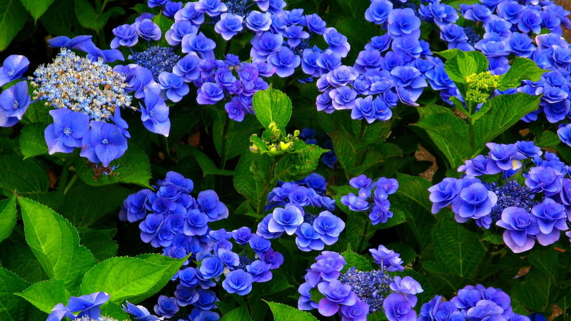 delights, violet, blossoms, blossom, nature and landscapes, 1080P, purple, nature, spring