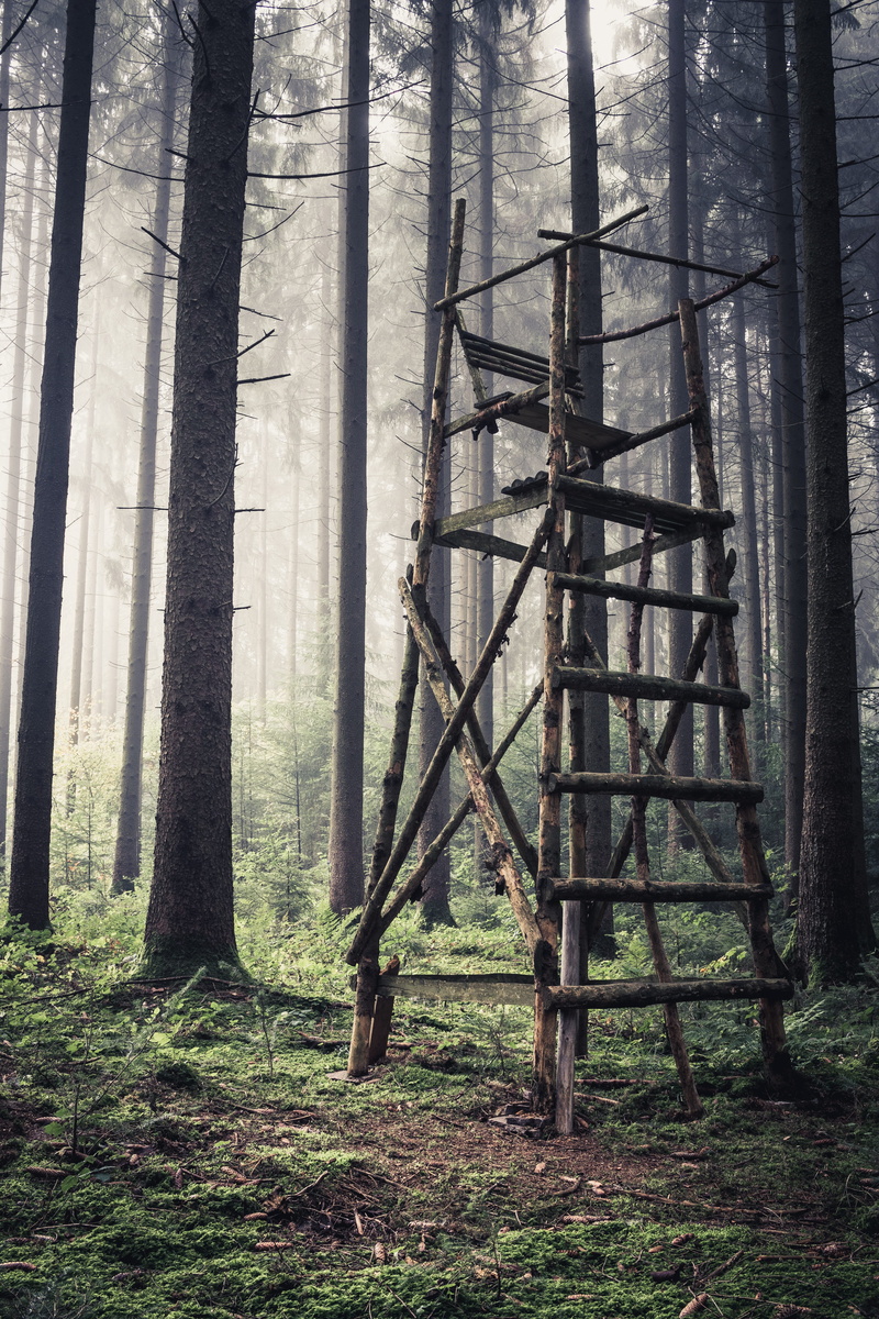 forest, tranquility, watch, tree, architecture, tranquil scene, land, hunter was, delight, growth, day, nature, woodland, field, forests, scenics - nature