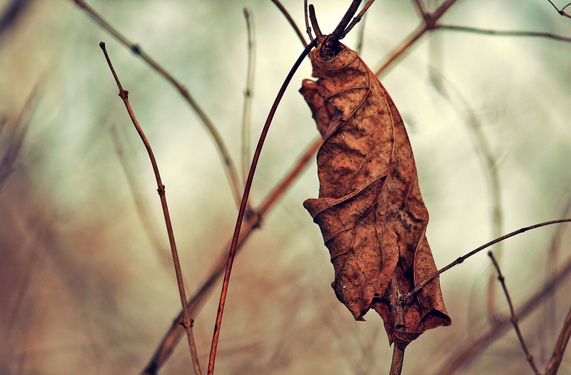 Cold  Colors, Leaf, Contrast, autumn, selective focus, tree, Nature, outdoors, DSRL, Plant, season, Lines, Montreal  Quebec, Dry, Landscape, 700d, Thirsty