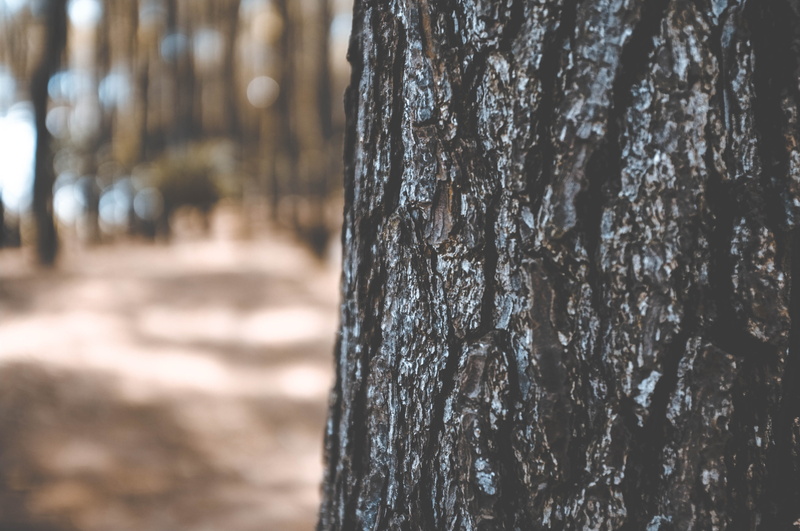 wood - material, indonesia, 4K, tree, texture, selective focus, pattern, trunk, textured, flora, day, plant, land, plant bark, wood, forest, birch, bark