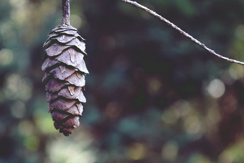 2K, winter, cone, pinaceae, softwood, branch, dry, close-up, no people, focus on foreground, tap, growth, beauty in nature, plant part, close, season
