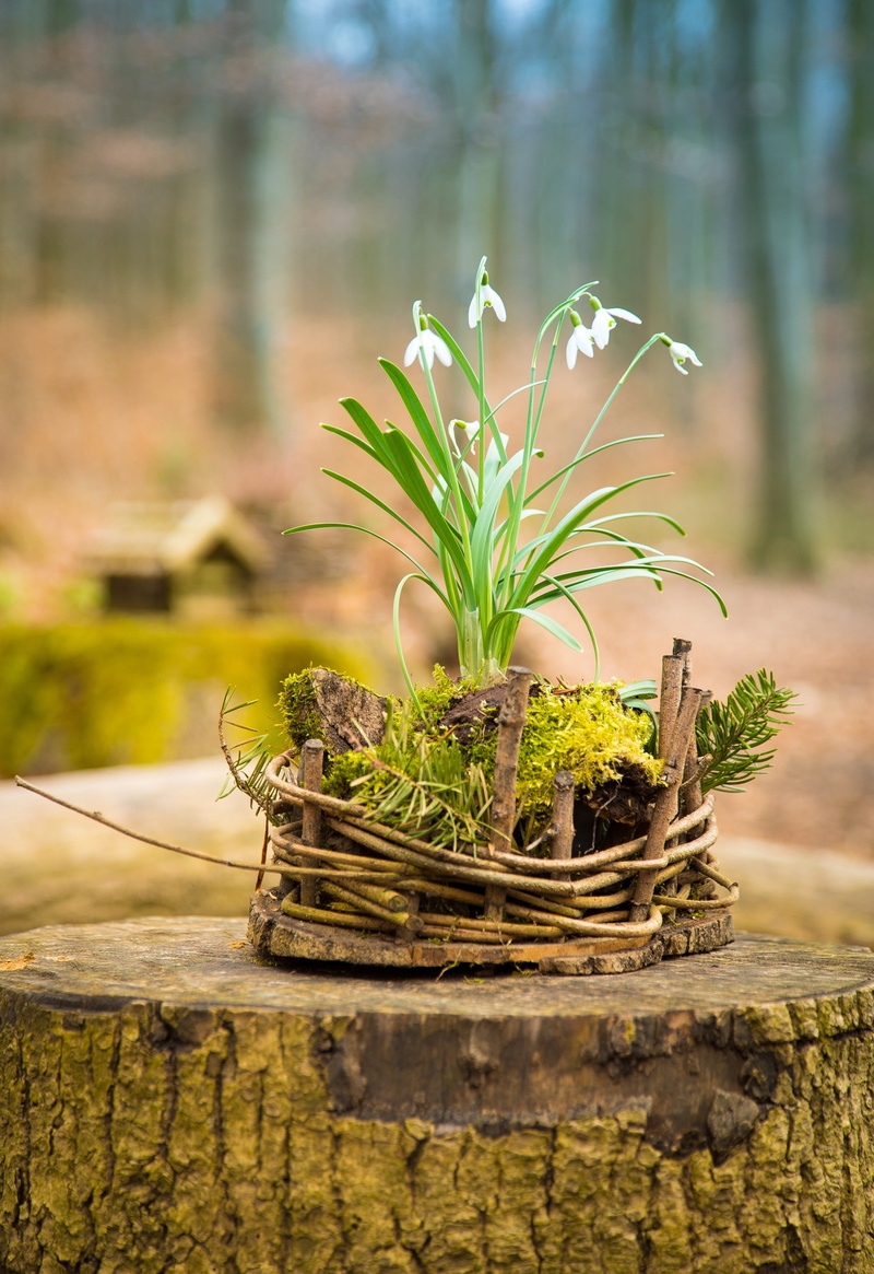 selective, flower, brown, bark, growth, focus, snowdrop, freshness, wood - Material, custom, Nature, close-up, plant, easter nest, decoration, colorful