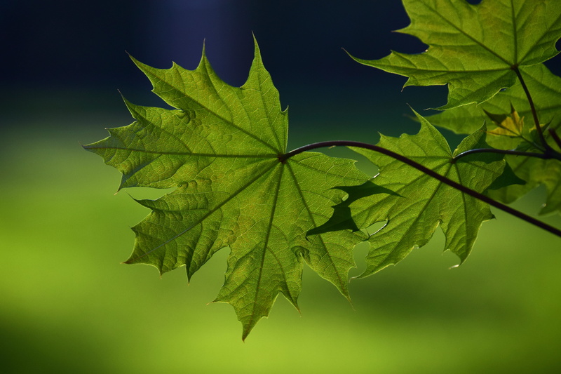 new, bright, close-up, tender, green, leaves, nature, selective, growth, beauty in nature, 5K, forest, park, photography, leaf, structure, outdoors, green color