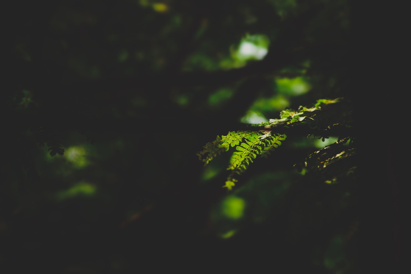 backgrounds, leaf, night, green, foliage, fern, spotlit, nature, land, photography, beauty in nature, close-up, tranquility, branch, focus, growth, plant part