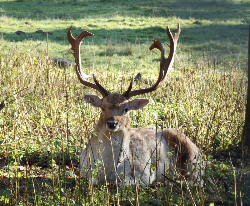 hunting, stag, deer, plant, herbivorous, hirsch, outdoors, animal wildlife, one animal, paarhufer, africa, antelope, vertebrate, mammal, nature, forest