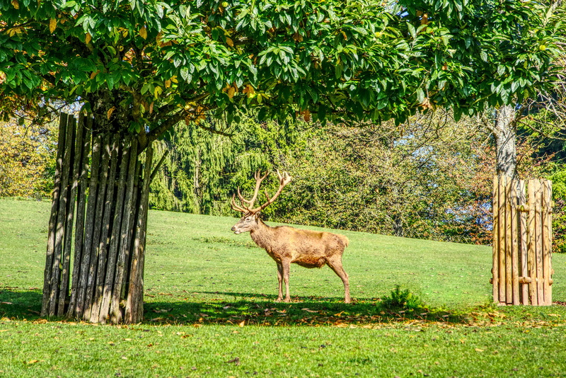 antler, land, contrast, animal themes, animal wildlife, scheu, vertebrate, meadow, 5K, plant, one animal, hirsch, hdr, trunk, no people, herbivorous, tree