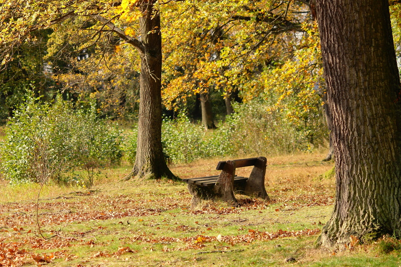 plant, bench, day, wooden bench, trees, seat, surrounded, silent, cannon, 4K, trunk, tranquility base, bank, growth, plant part, leaf, brown, mood, click