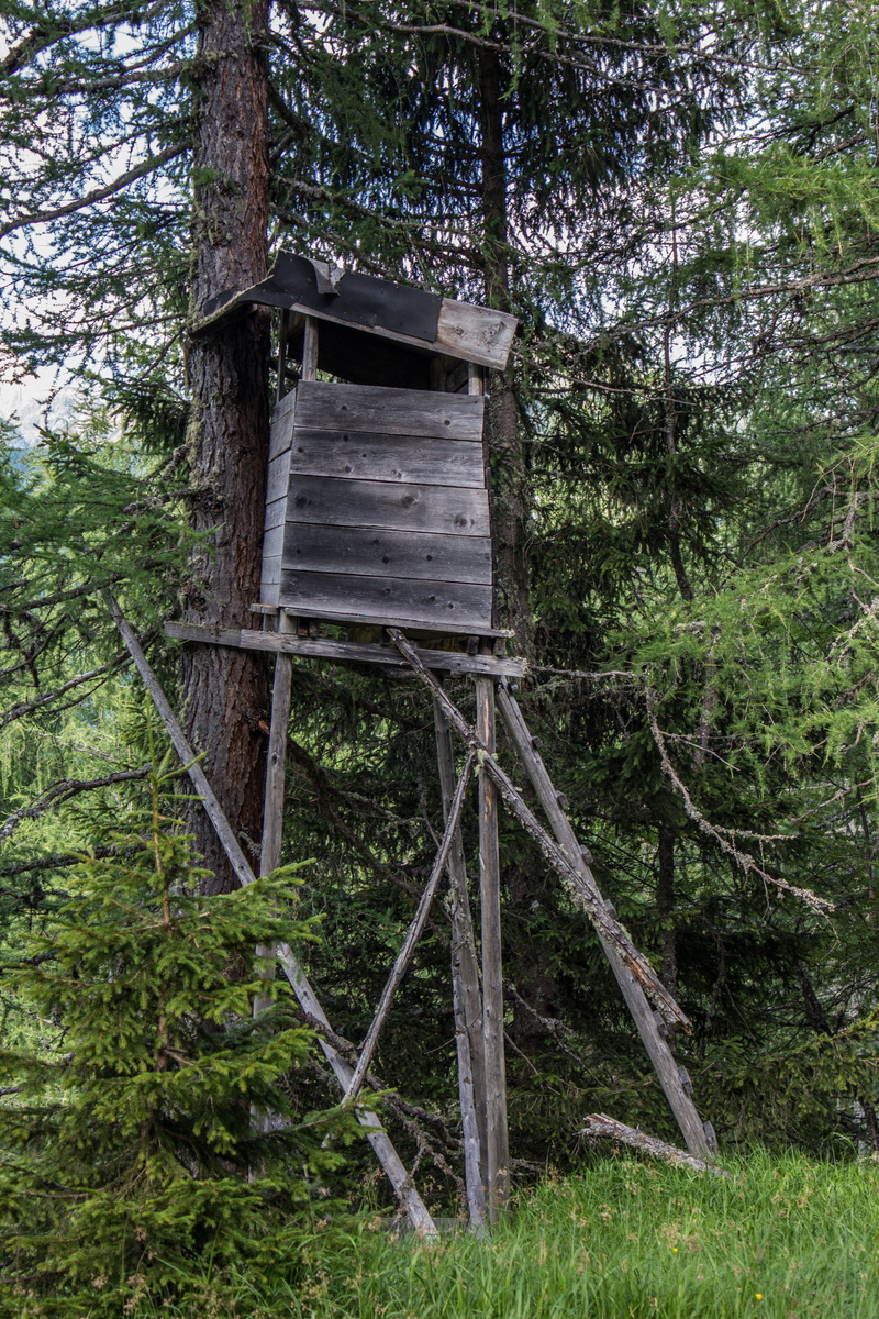 tree, growth, landscape, plant, nature, hunting, tree trunk, forests, perch, 5K, delight, outdoors, hunter seat, woodland, green color, wood - material