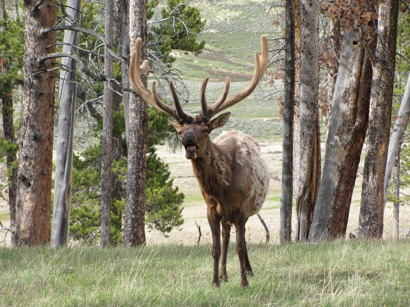 grass, Antlers, tree trunk, animal themes, red Deer - Animal, animals In The Wild, nature, antler, stag, herbivorous, day, land, plant, Elk, woods, landscape
