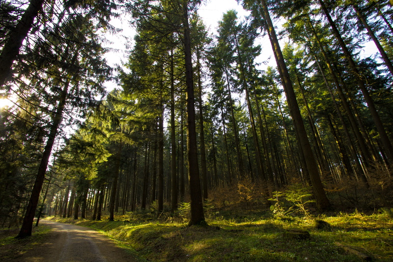 scenics, bamboo - plant, treelined, the way forward, may, trees, tranquil scene, direction, landscape, delight, land, pine tree, hunting, perch, 5K, hunter seat