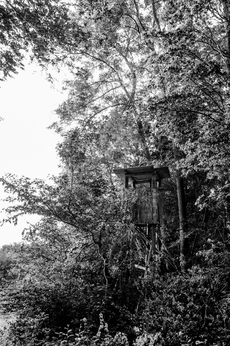 growth, abandoned, wood, nature, mystical, day, hunter, place of worship, old, fauna, tranquility, botanic, old trimmed, summer, belief, watch, architecture