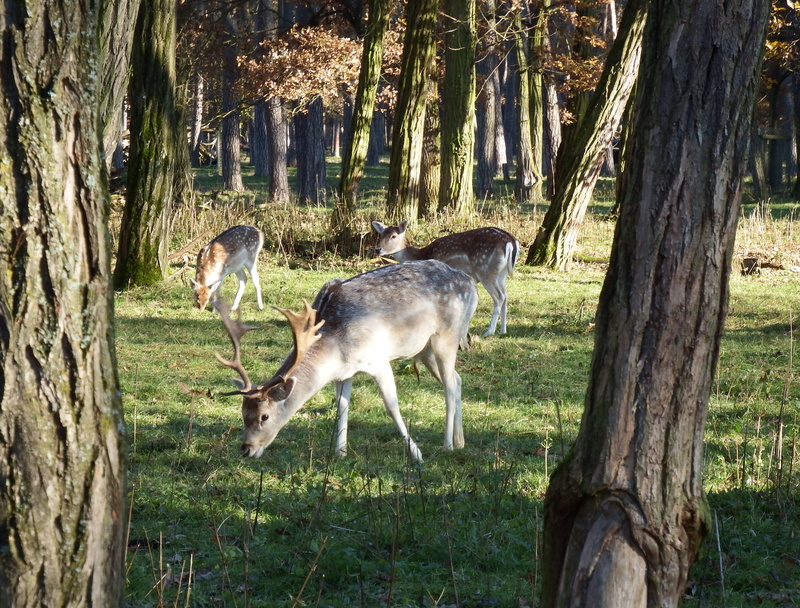grass, wild, Fallow Deer, 4K, forestry, animal wildlife, wildlife, herbivorous, wildlife park, mammal, Rut, day, hunting, Antler, group of animals, autumn