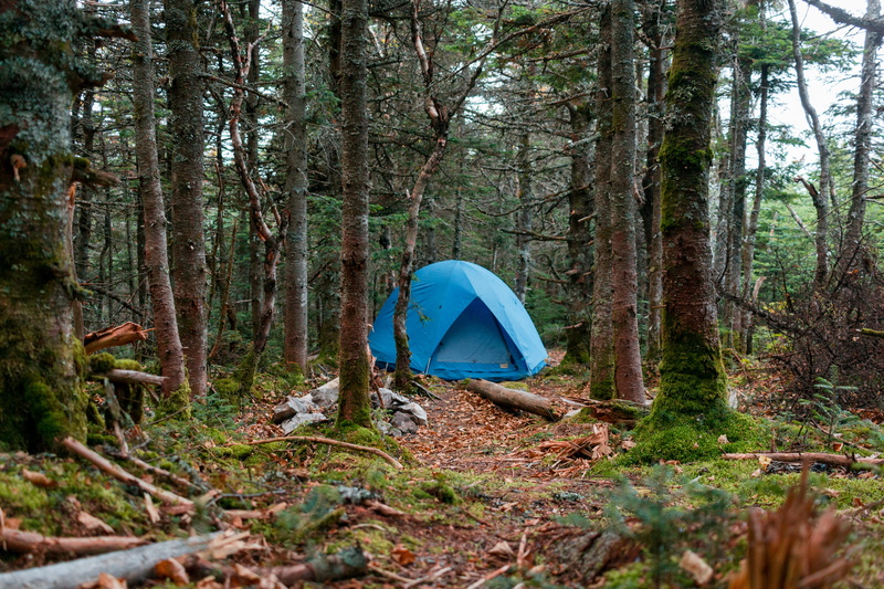 hike, forest, leaves, tranquility, outdoors, growth, trunk, camping, tree, blue, beauty in nature, woods, day, tranquil scene, 5K, united states, hiking