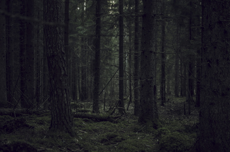 land, trunk, plant, spooky, forest, non-urban scene, tranquil scene, woods, growth, forrest, 4K, landscape, tranquility, tree, sweden, nature, scenics - nature