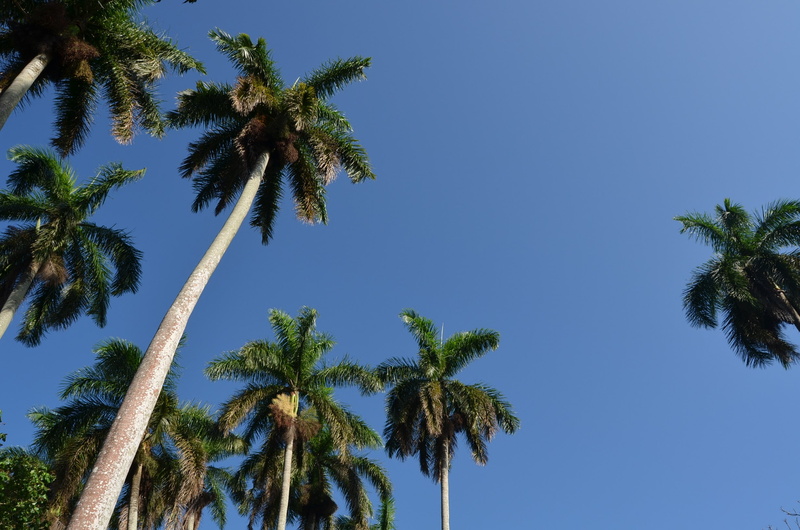 palm trees, nature, sky, 1080P, Cuba