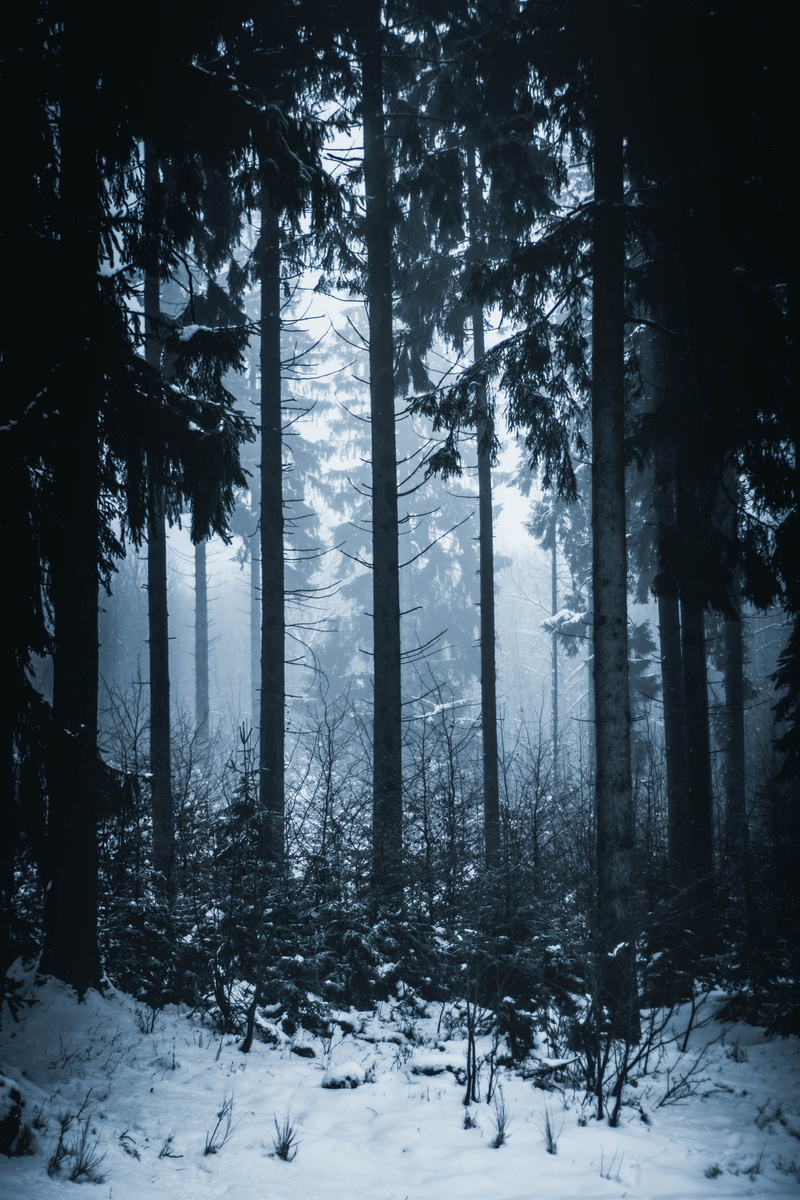 fog, outdoors, trees, forest, woodland, vegetation, conifer, winter, beauty in nature, scenics - nature, snowy, woods, 5K, tree, nature, abies, redwood