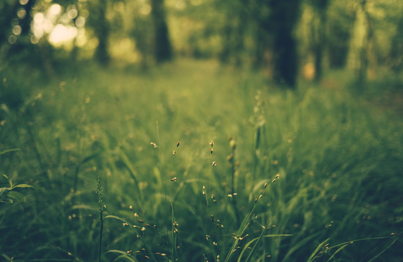 4K, nature, focus on foreground, green, wood, woods, sunlight, tranquility, outdoors, countryside, growth, forrest, green color, tranquil scene, landscape