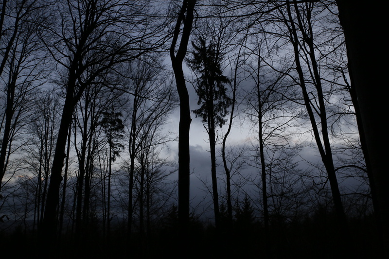 horror, mysterious, tranquil scene, silhouette, land, mystery, scary, spooky, no people, moody, forrest, bare tree, nature, woodland, outdoors, sky, tranquility