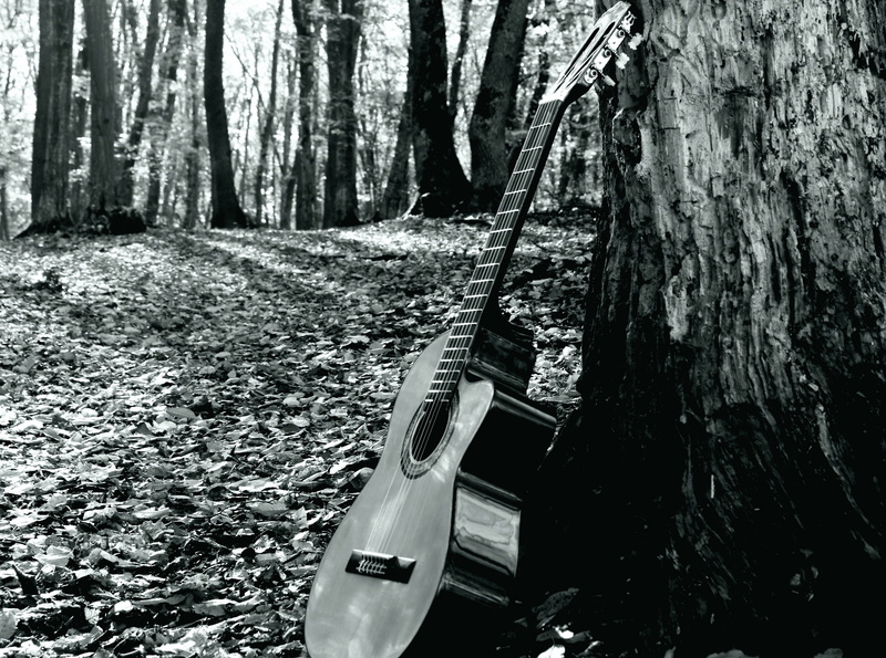 cutaway, tree, tranquil scene, land, Music, nature, forrest, woodland, wood - material, tranquility, plant, mode of transportation, transportation, outdoors