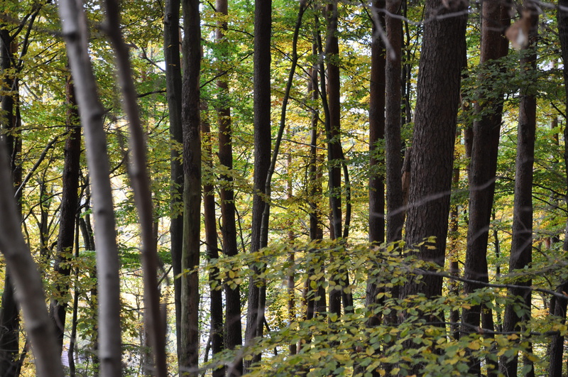 outdoors, rainforest, plant, beauty in nature, autumn, non-urban scene, trunk, growth, season, tree trunk, forrest, tranquil scene, day, land, forest, bamboo grove