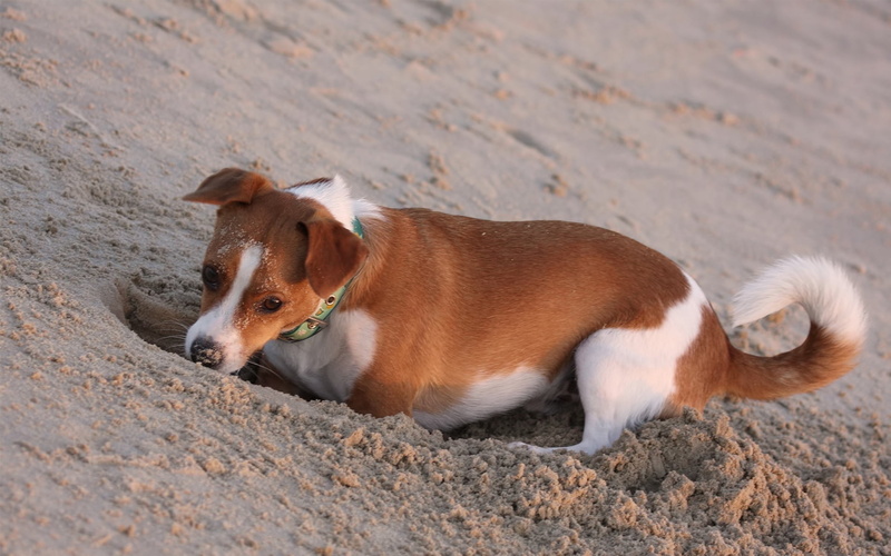 summer, dog, outdoors, hole, vertebrate, friendship, dogs, land, sand, 1080P, pets, young Animal, animal, nature, looking, beach, coated, purebred Dog