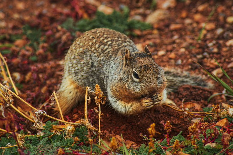 outdoors, focus on foreground, one animal, land, mammal, no people, field, animal, 5K, animals in the wild, animal themes, close-up, squirrel, animal wildlife