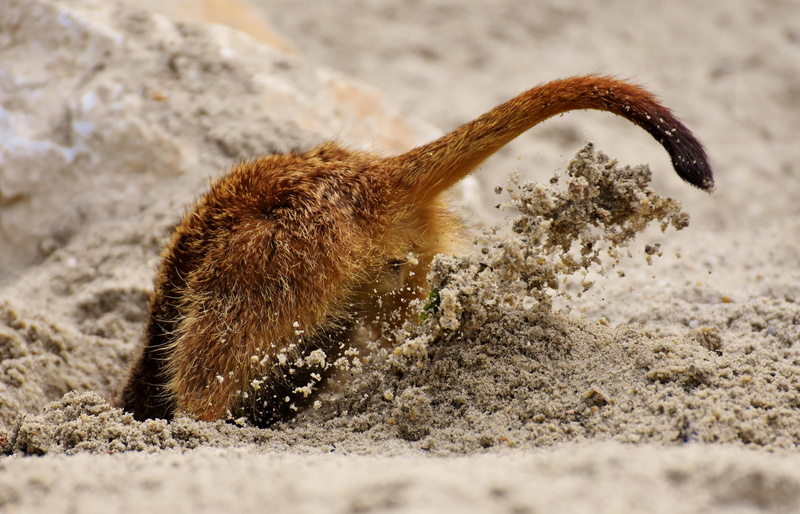 meerkat, sand, daytime, animals hunting, water, outdoors, vertebrate, land, sweet, small, cute, 5K, charming, tiergarten, day, animal, brown, side view