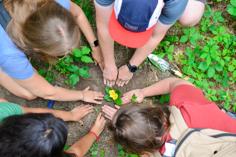 green, person, high angle view, casual clothing, planting, people working together, soil, teamwork, females, women, 4K, day, group of people, offspring