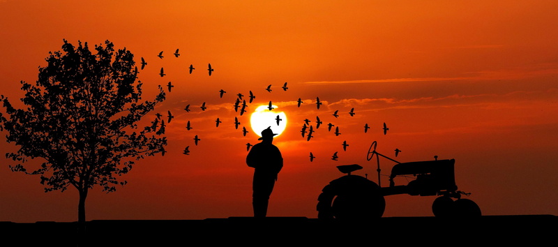 sky, real people, agriculture, people, farmer, 4K, sunset, occupation, group of people, togetherness, land, plant, orange color, field, rural, mode of transportation