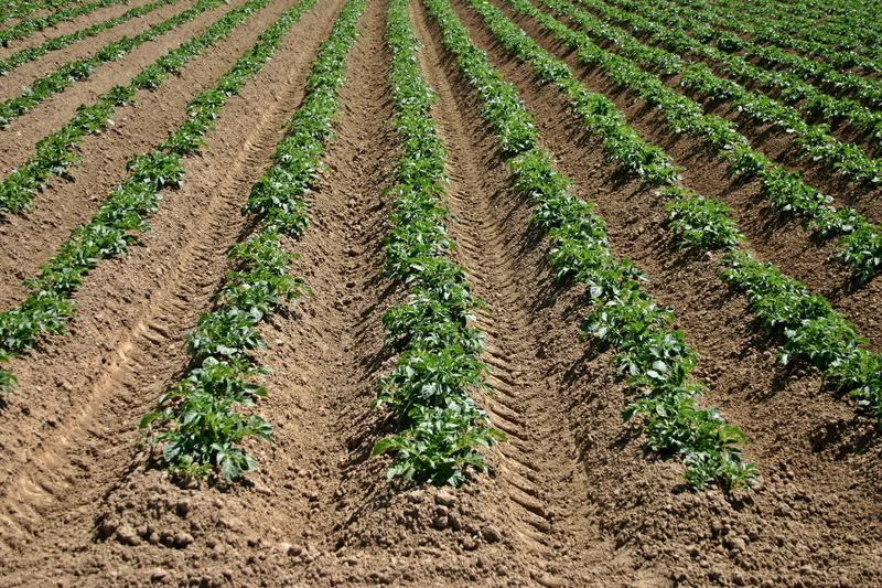 farmland rut, fields, in a row, ground, Potato, Arable, furrow, plants, crop, day, tranquility, Nature, plant, potato cultivation, vegetables, farm, rural scene