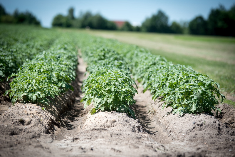 photo, environment, 5K, crop, potato plant, landscape, potato cultivation, no people, surface level, vegetable, dirt, outdoors, furrow, organic, soil