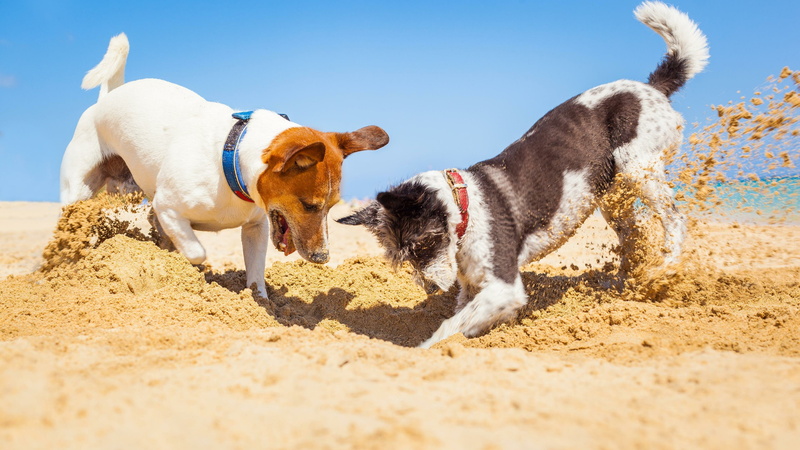 nature, jack russell, dogs, jack russell terrier, play, dog, sand, running, motion, small, domestic animals, day, digging, animal, animal themes, no people