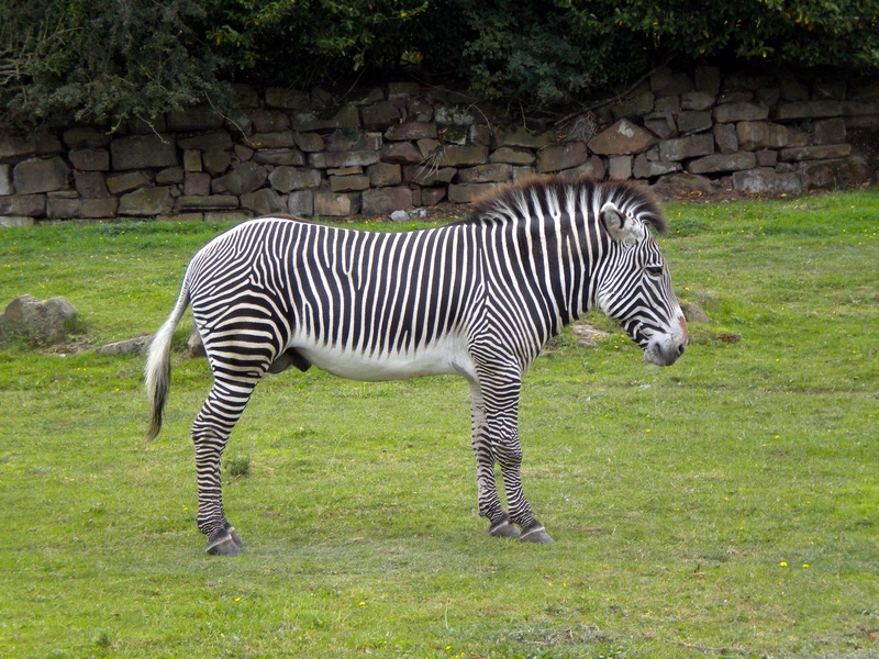 africa, herbivorous, zebras, grazing, vertebrate, wild, grass, field, animals in captivity, zebra, day, striped, animals in the wild, animal markings, 2K
