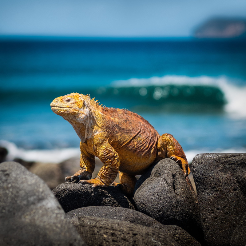 horizon over water, stones, rocks, land, landscape, animal wildlife, solid, tropical, no people, orange, wildlife, 2K, sea, iguana, focus on foreground