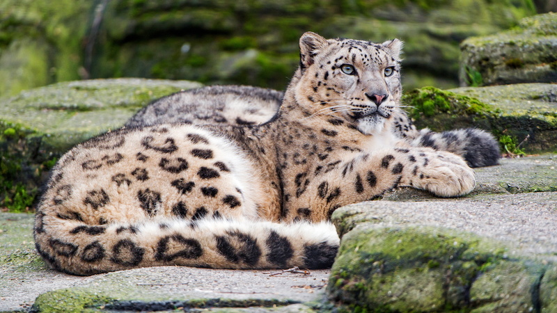 snow, 4K, pose, wild cats, nature, zoo, stones, bars, cats, look, luxury, lies, snow leopard, spotted