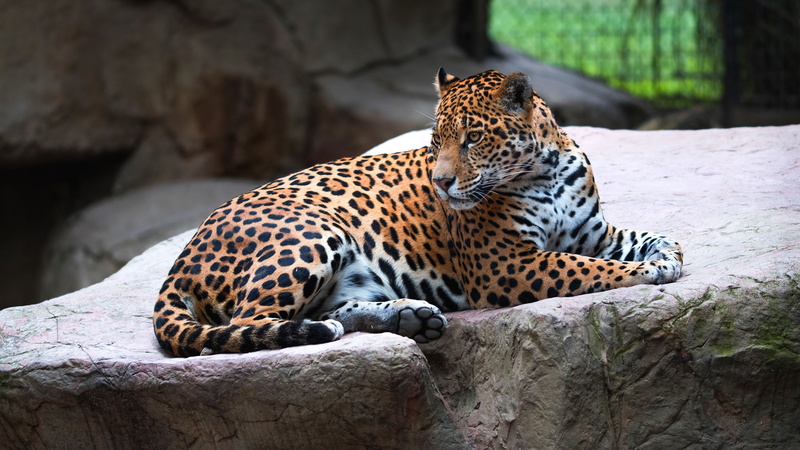 lies, zoo, stones, pose, look, Jaguar, background, 4K, paws