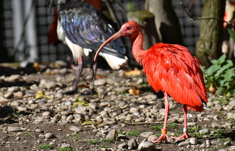 one animal, zoo, 4K, nature, perching, scarlet ibis, plumage, day, ibis, animal, focus on foreground, animal wildlife, rock, vertebrate, tierpark hellabrunn