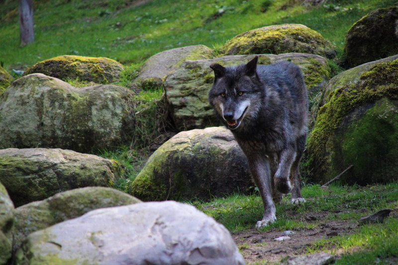 solid, canine, vertebrate, no people, rock - object, one animal, animal themes, day, red wolf, zoo animal, animal wildlife, bear, nature, wolve, dog, wolf