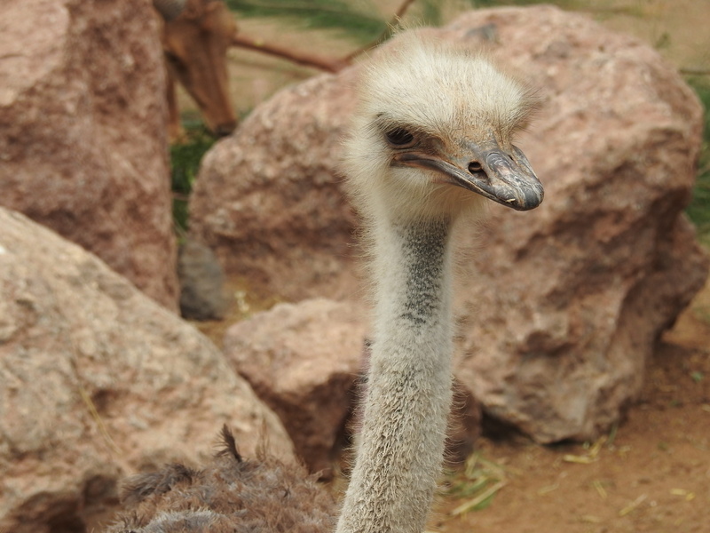 4K, fuerteventura, close-up, animal themes, day, stone, bird, hot, zoo, canary islands, oasis park, one animal, portrait, ostrich, focus on foreground