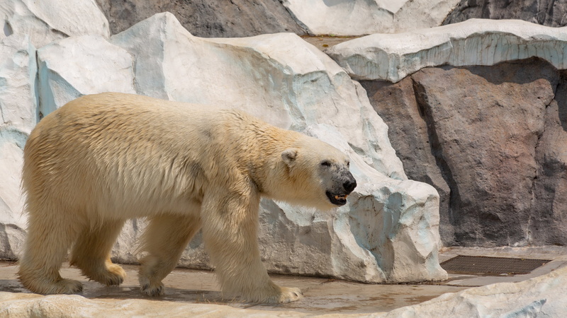 bear, look, 4K, pose, stones, polar bear, rocks, zoo, white, walk, mouth