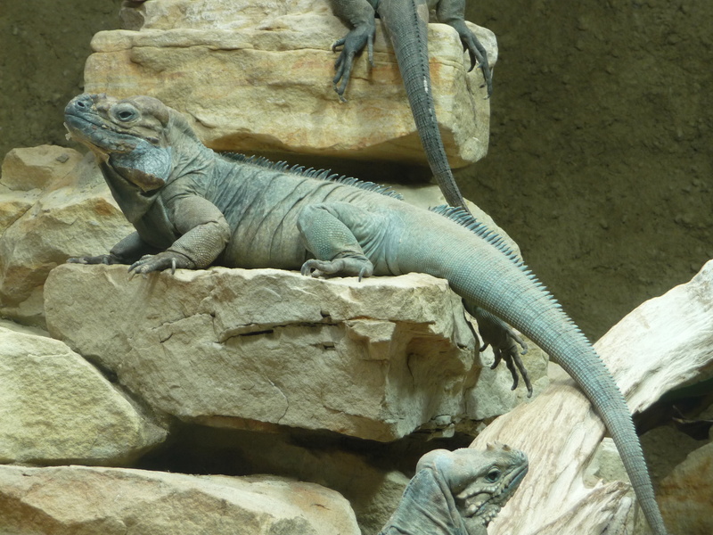 scaly, zoology, one animal, rhinoceros iguana, solid, vertebrate, no people, terrarium, zoo, stone, animal themes, rock - object, 2K, animal, tropical