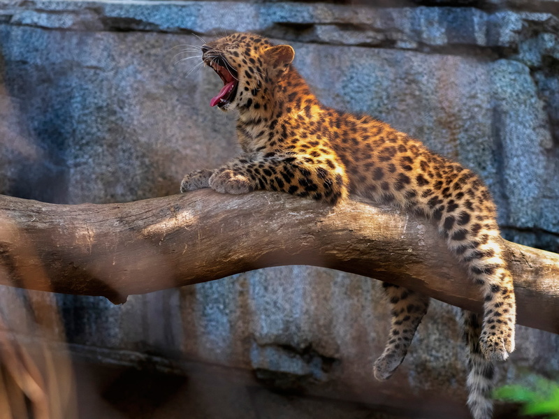 1080P, paws, background, log, pose, tree, cub, leopard, baby, yawns, stones, lies, zoo