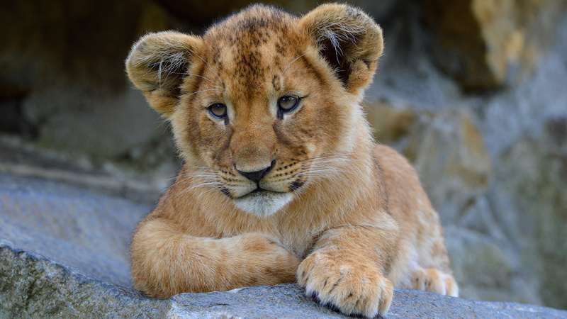 Leo, face, look, lion, lies, portrait, stones, cats, background, 4K, zoo, paws, nature, wild cats