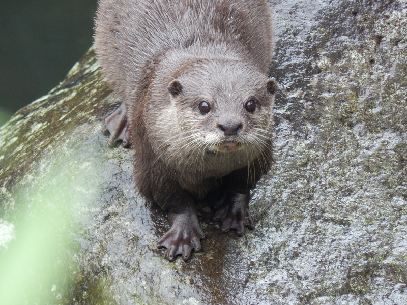 wildlife, stone, water, vertebrate, wild, animal themes, outdoor, portrait, day, river, close-up, no people, nature, animals in the wild, zoo, looking at camera