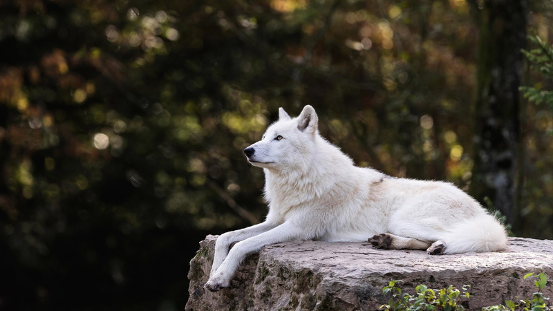 polar, profile, Arctic, the dark background, Arctic wolf, branches, stone, trees, wolf, zoo, 2K, nature, lies, bokeh, white