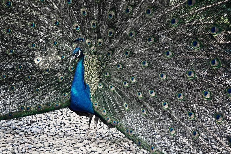 4K, wings, feather, tale, bird, zoo, animal, one animal, outdoors, no people, fanned out, pheasant pheasant, animal head, animal wildlife, green color