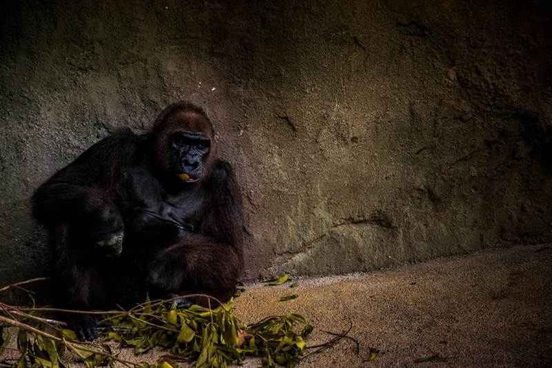 plant, rock, no people, ape, sitting, primate, animal themes, 5K, animal, solid, mammal, near, day, one animal, animals in the wild, great ape, gorila