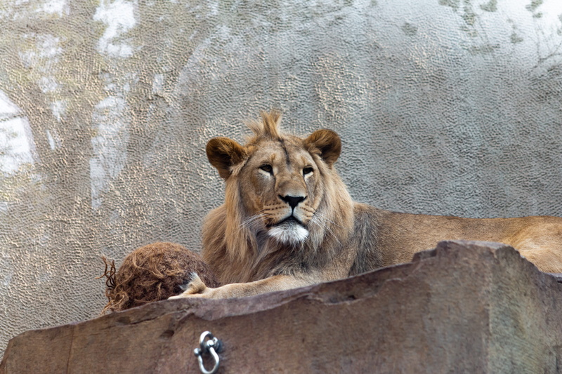 pet, feline, wild life, cat, pets, lioness, sun, vertebrate, animal wildlife, lion wild, relaxation, animals in the wild, slate, wildlife, one animal, no people