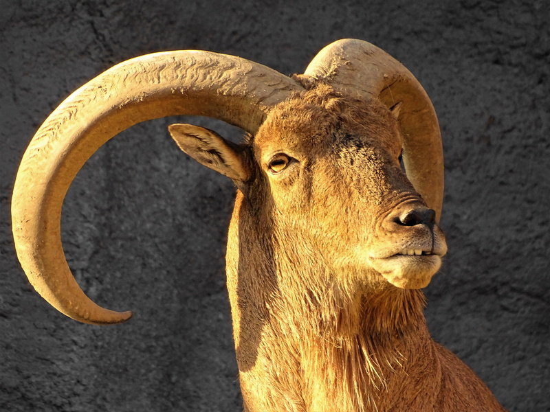 cliff, one animal, no people, four-legged, animal head, animals in the wild, vertebrate, ungulates, pets, wild goat, zoo, Ram, domestic animals, herbivorous
