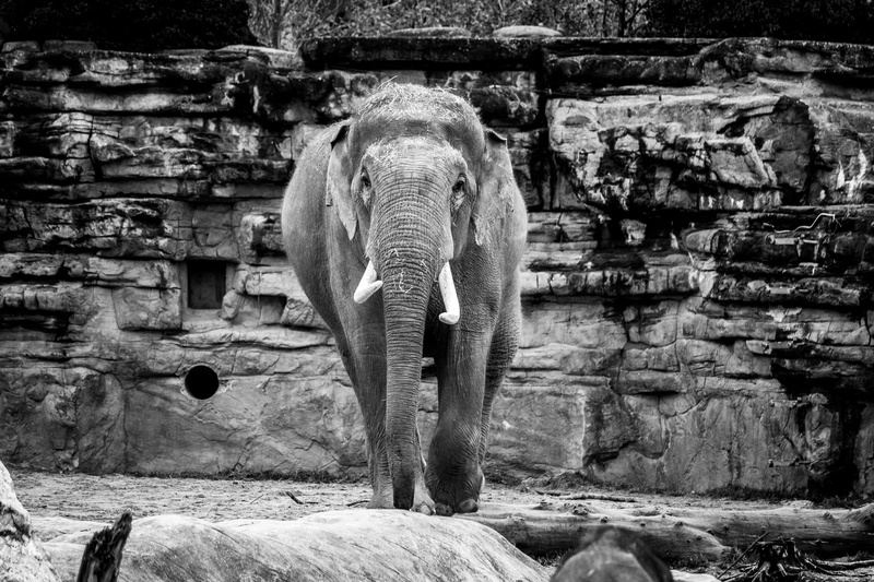 mammal, elephant, wildlife, cheltenham, jaw, zoo, herbivorous, united kingdom, one animal, rock, rock - object, animal wildlife, standing, animal themes